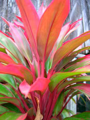 Ti növény – festékalapanyag, egyben varázserőt is tulajdonítottak neki